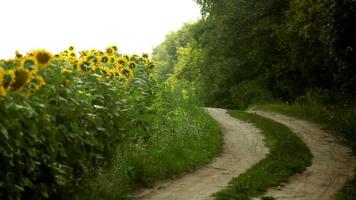 Little rural road and sunflower field video