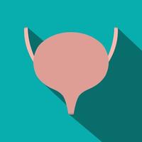 Bladder flat icon with shadow vector