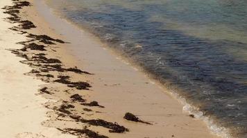 câmera lenta de onda suave na praia de areia video