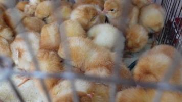 Baby chicks in wire cage video