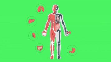 Human body organs animation on green background video