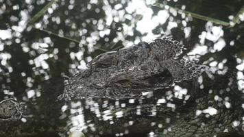 alligator kamouflerad i mörk gnistrande vatten video