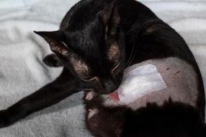 Black cat licking wound from neutering photo