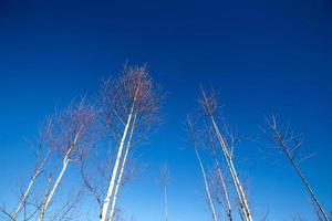 arboles y cielo foto