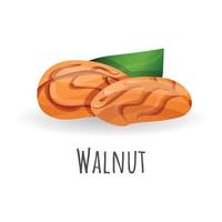 Walnut icon, cartoon style vector