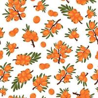 Seamless pattern of sea buckthorn branches and berries white background. vector