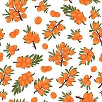 Seamless pattern of sea buckthorn branches and berries white background. vector