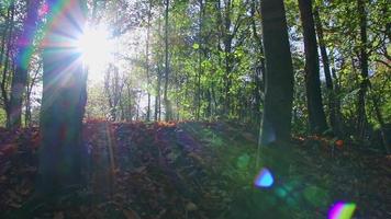 luce del sole attraverso lussureggiante fogliame nel foresta su escursioni a piedi giro Spettacoli raggi di leggero nel idilliaco scenario con vivace colori nel naturale bosco o foresta pluviale natura selvaggia con la tranquillità nel ottobre e novembre video