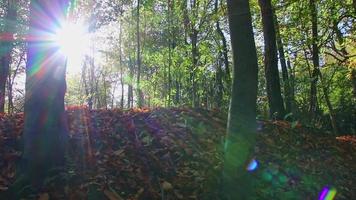 Sonnenschein durch üppiges Laub im Wald auf Wandertour zeigt Lichtstrahlen in idyllischer Landschaft mit lebendigen Farben in natürlichen Wäldern oder Regenwaldwildnis mit Ruhe im Oktober und November video