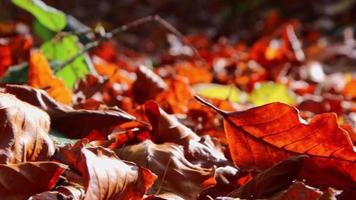 solsken genom frodig lövverk i skog på vandring Turné visar strålar av ljus i idyllisk landskap med vibrerande färger i naturlig skog eller regnskog vildmark med lugn i oktober och november video