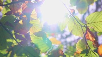 solsken genom frodig lövverk i skog på vandring Turné visar strålar av ljus i idyllisk landskap med vibrerande färger i naturlig skog eller regnskog vildmark med lugn i oktober och november video