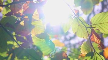 Sunshine through lush foliage in forest on hiking tour shows rays of light in idyllic scenery with vibrant colors in natural woodland or rainforest wilderness with tranquility in october and november video