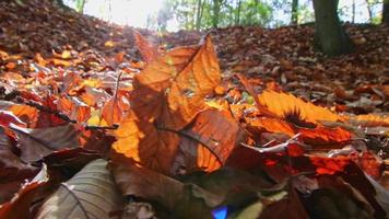 solsken genom frodig lövverk i skog på vandring Turné visar strålar av ljus i idyllisk landskap med vibrerande färger i naturlig skog eller regnskog vildmark med lugn i oktober och november video