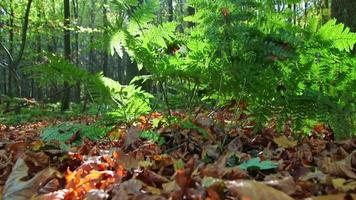 Sunshine through lush foliage in forest on hiking tour shows rays of light in idyllic scenery with vibrant colors in natural woodland or rainforest wilderness with tranquility in october and november video