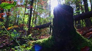 Sunshine through lush foliage in forest on hiking tour shows rays of light in idyllic scenery with vibrant colors in natural woodland or rainforest wilderness with tranquility in october and november video