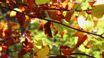 Sonnenschein durch üppiges Laub im Wald auf Wandertour zeigt Lichtstrahlen in idyllischer Landschaft mit lebendigen Farben in natürlichen Wäldern oder Regenwaldwildnis mit Ruhe im Oktober und November video