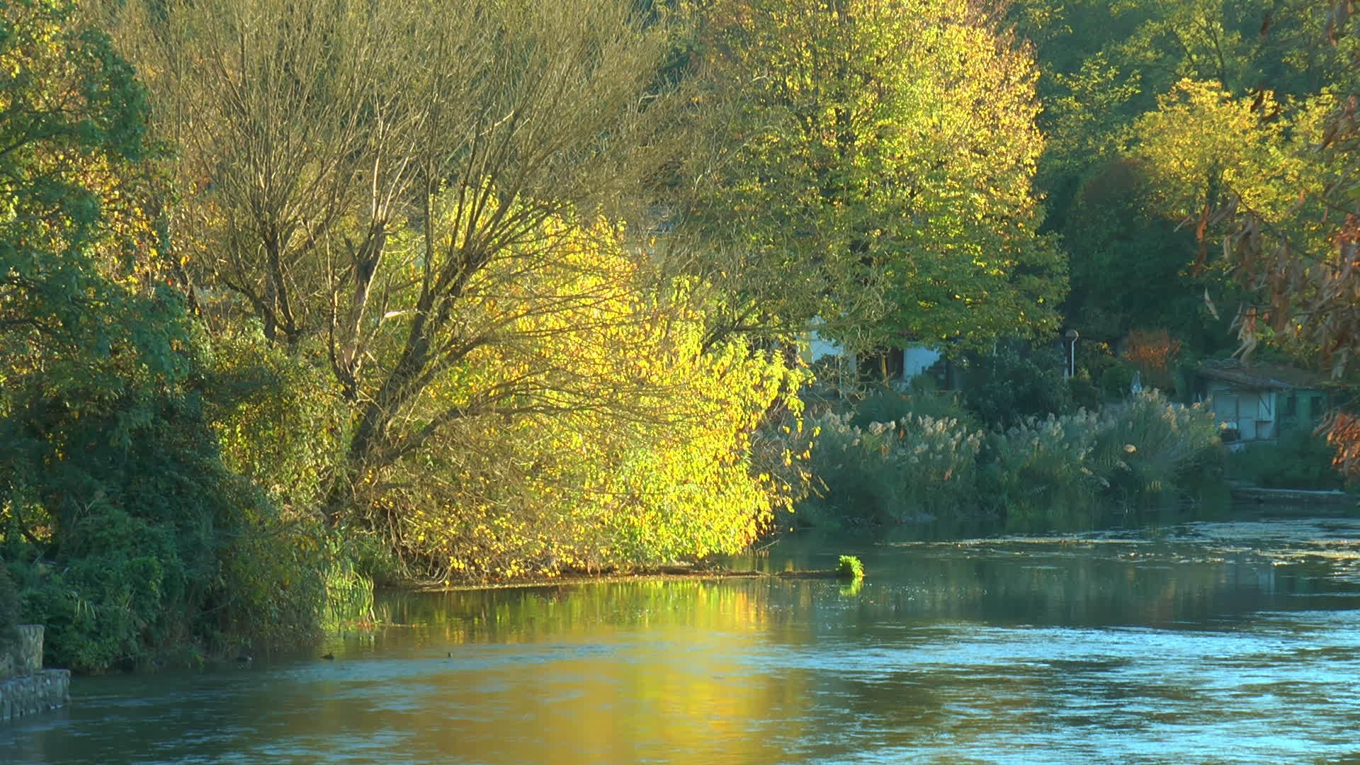 A beautiful morning shot of a tree lined riverbank with the sun shining A beautiful morning shot of a tree lined riverbank with the sun shining