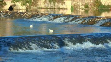 los cisnes nadan en el río con cascadas video