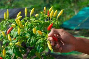 closed up hand picking chilli in asian farm photo