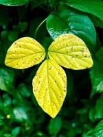 Light green coloured leaves on dark background. photo