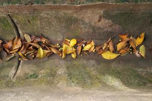 Dried leaves in the gutter photo