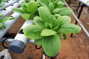 pakchoy hidropónico en pipa hidropónica. granja de vegetales hidropónicos. foto