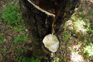 plantación de árboles de caucho. Látex lechoso extraído del árbol del caucho. enfoque selectivo. foto