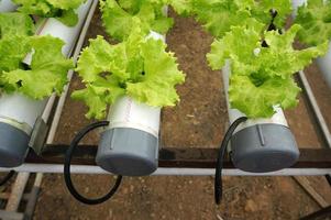 lechuga hidropónica en pipa hidropónica. granja de vegetales hidropónicos. foto