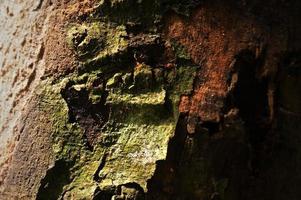 textura de corteza de árbol de primer plano para el fondo, fondo de árbol de madera viejo, enfoque selectivo foto