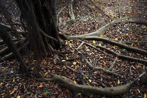 Banyan tree roots with dry leaves photo