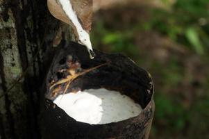 Rubber tree plantation. Milky latex extracted from rubber tree . Selective Focus. photo