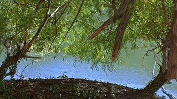 albero rami sospeso al di sopra di acqua video