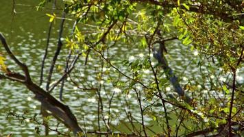 rama de otoño con hojas amarillas en el árbol que domina el lago video