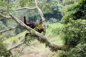 Orangutan mother with baby on the trees. Location at Kutai national park, East Kalimantan, Indonesia. Selective Focus. photo