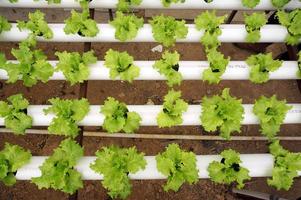 lechuga hidropónica en pipa hidropónica. granja de vegetales hidropónicos. foto