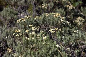 ver edelweiss desde la ruta de senderismo de la montaña merbabu. magelang, java central, indonesia. foto