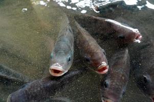 Live cat fish on a market stall. Closeup live cat fish on the market. photo