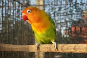 Lovebird in the bird cage photo