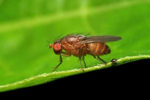 tiro macro de mosca de las frutas. enfoque selectivo. fotografía macro foto