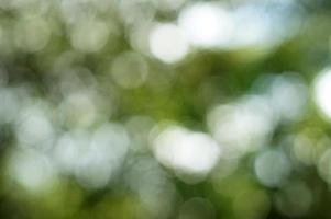 Blurred and bokeh of green nature. Blur sun light and leaves on tree. photo