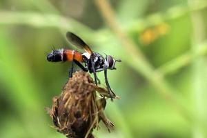 Conopidae, commonly known as thick headed flies. Selective Focus. Macro Photography. photo