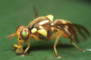 Macro shot of fruit fly. Selective focus. Macro photography. photo