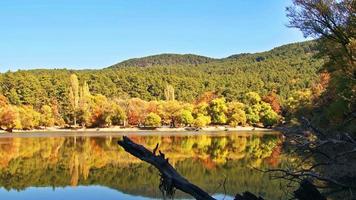 feuilles d'arbres d'automne jaunes et forêt autour du lac de montagne video
