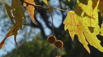 Sonnenlicht, das durch Baumblätter strahlt video