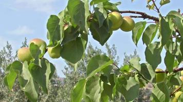 rama de un albaricoquero con frutos maduros en verano video