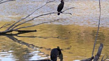 cormorão empoleirado em um galho de árvore seca na margem do lago no outono video