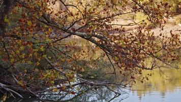 Tree Branches Hanging Over Water video