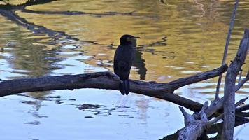 Cormorant Perched on a Dried Tree Branch on the Lakeshore in Autumn video