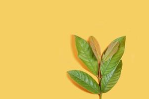 Shoots of guava leaves isolated on yellow background. photo