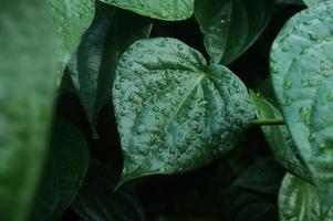 daun sirih or betel leaf photo